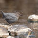 American dipper